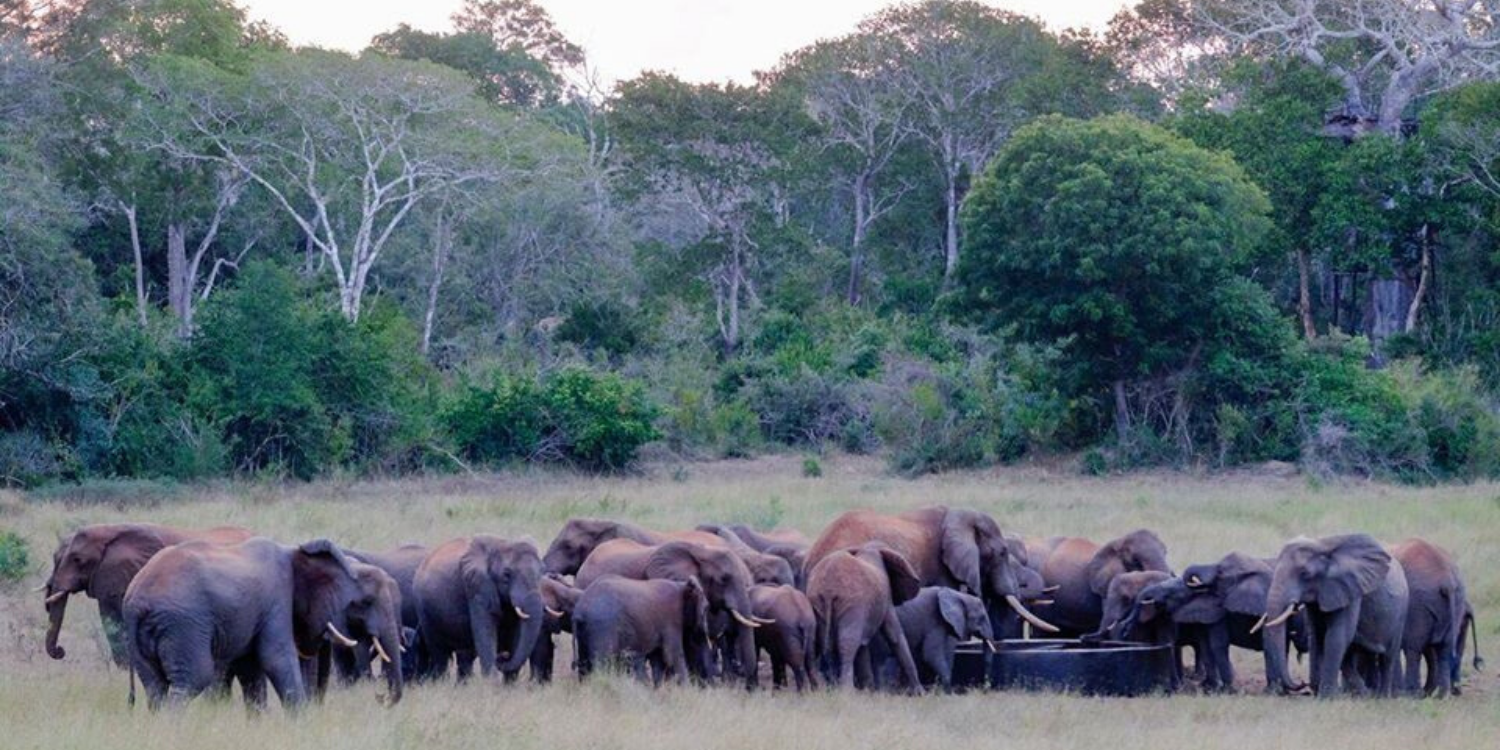 Friends of Arabuko-Sokoke Forest