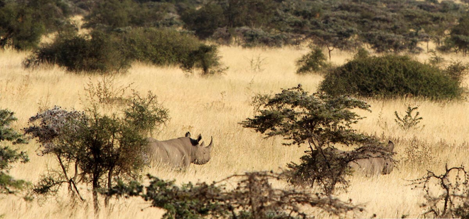 The Chyulu Rhinos