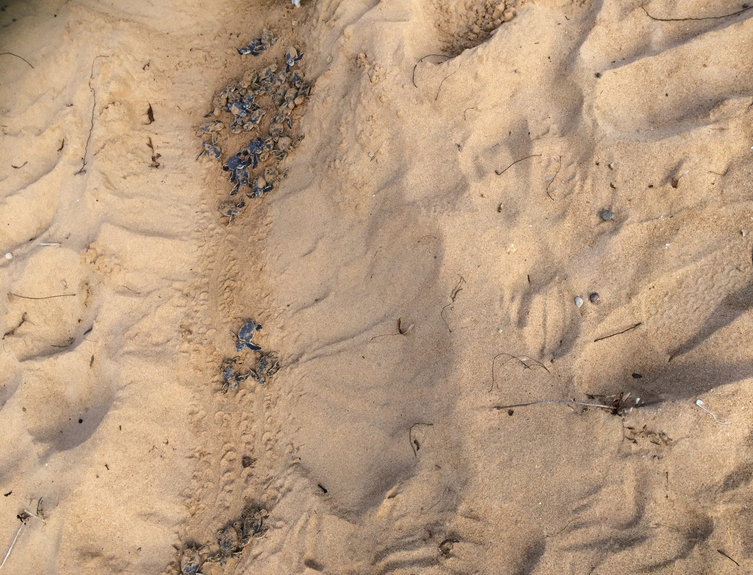 Lamu Marine Conservation Trust