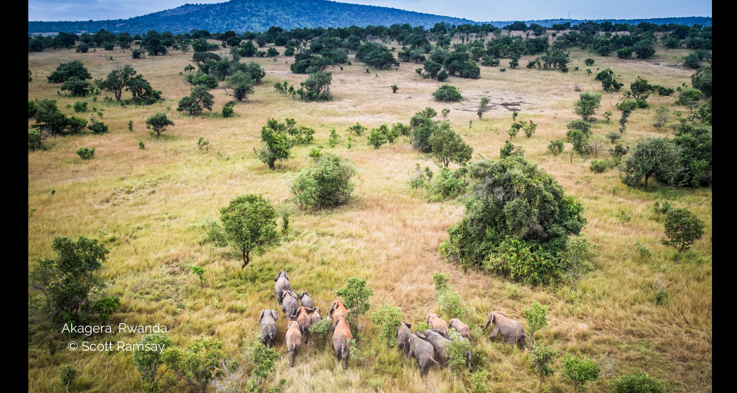 African Parks