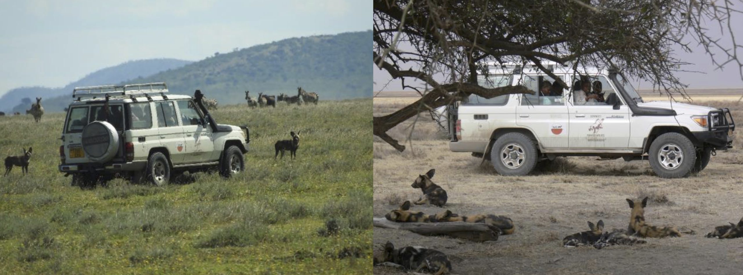 Serengeti Wild Dog Conservation Project