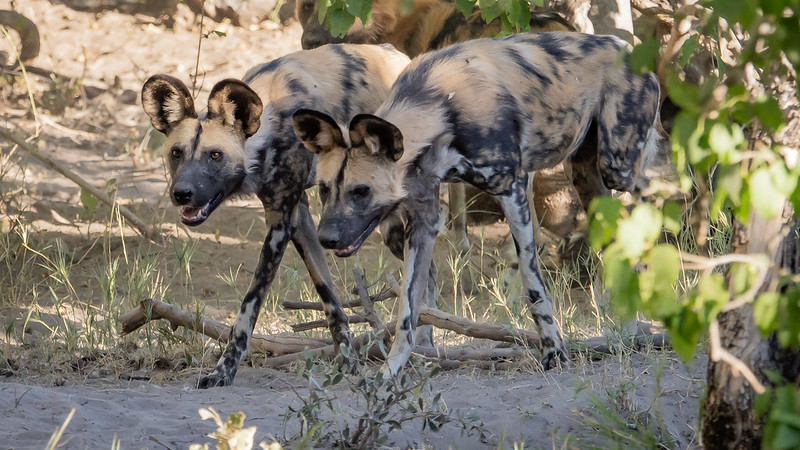 Wild Dog Guardians
