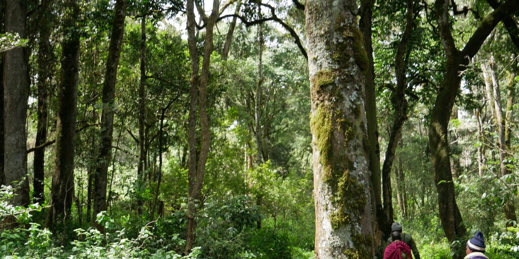 Guardians of the Forest