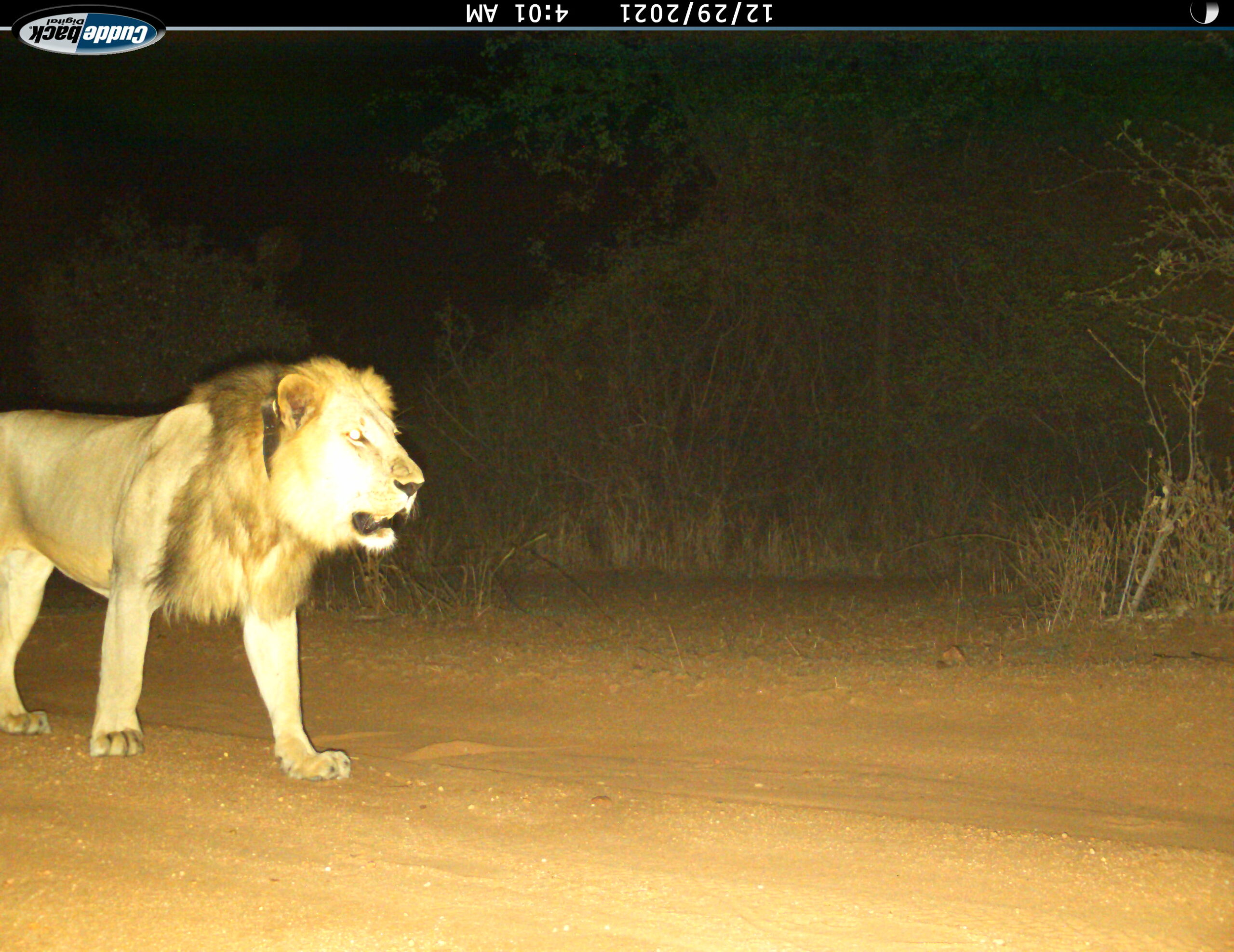 Lion Landscapes – Community Camera Traps