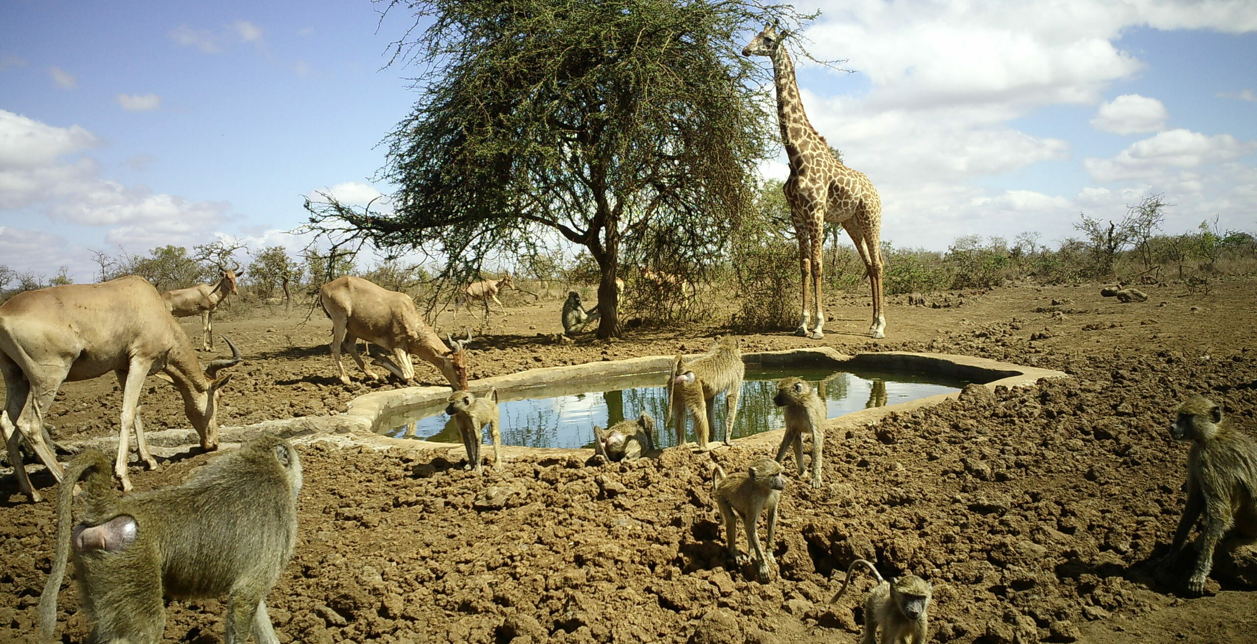 Chyulu Waterholes
