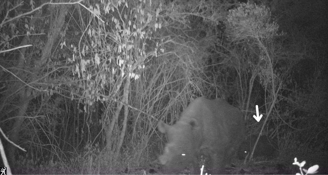 New Rhino Calf in the Chyulus