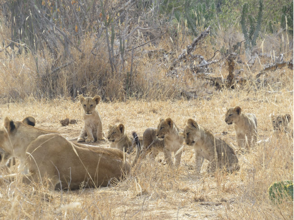 Jill the Lion’s Cubs