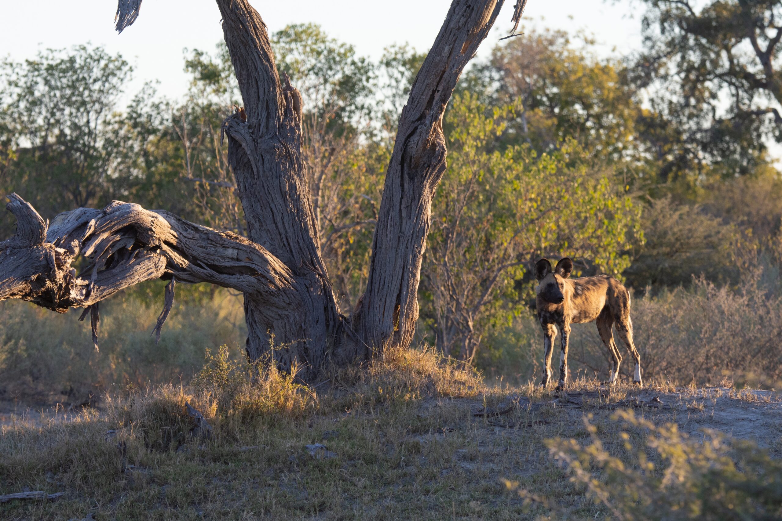 Wild Dogs