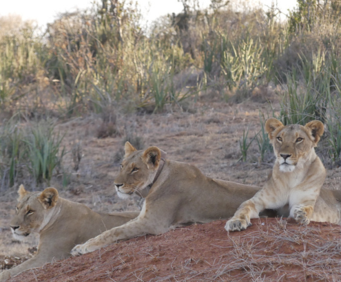 Lion Landscapes – Collaring for Co-existance