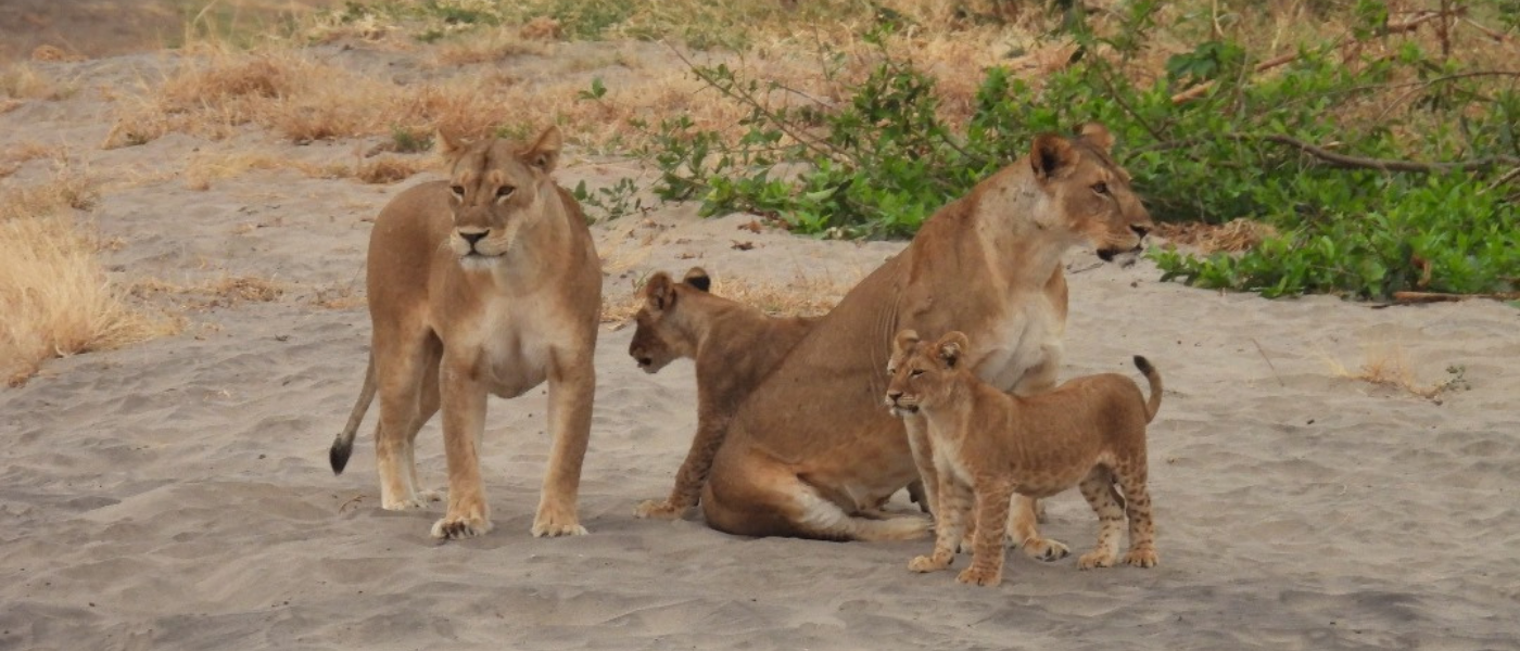 Manyara Lion Collaring for Coexistence