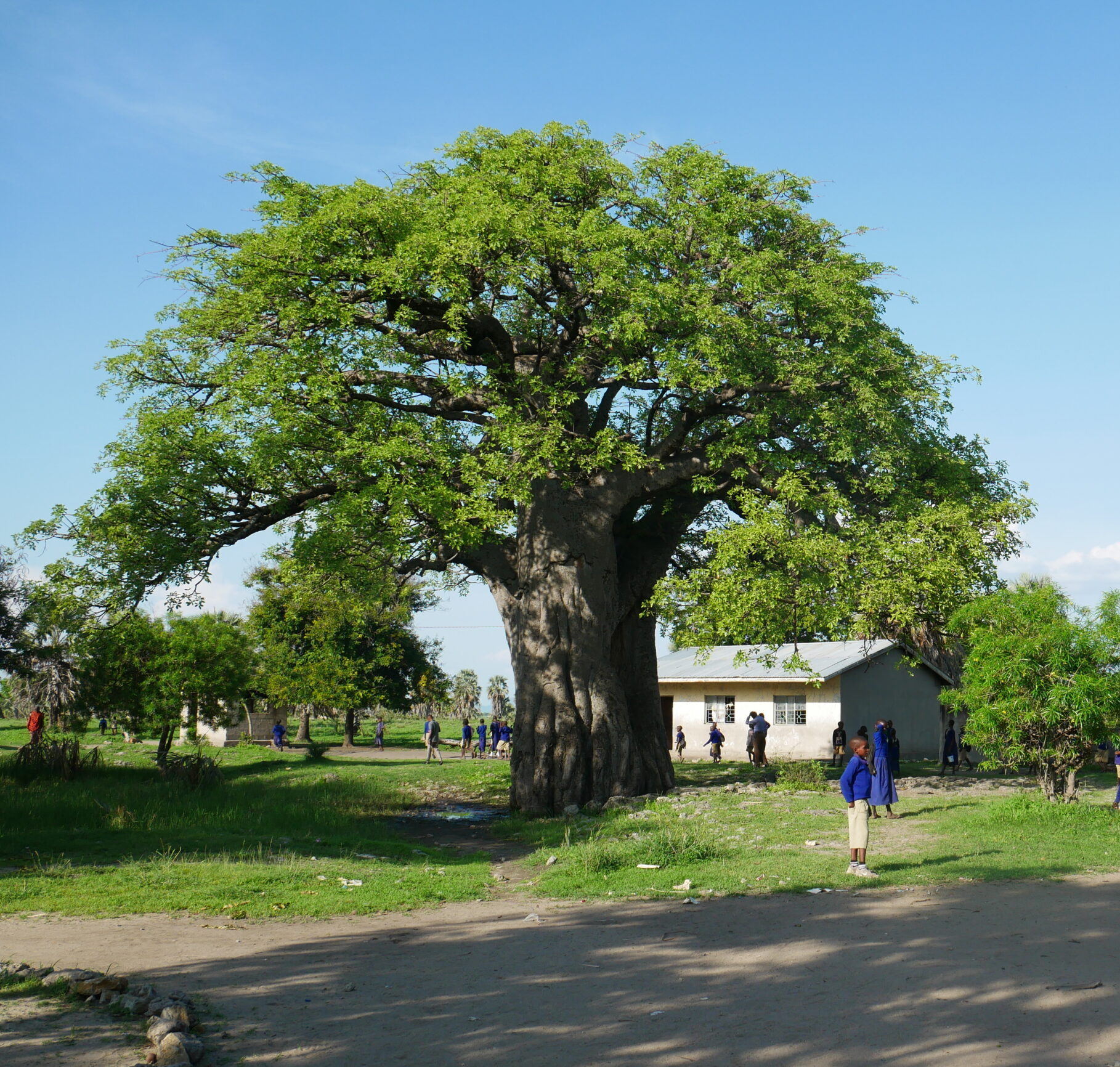 Oltukai School